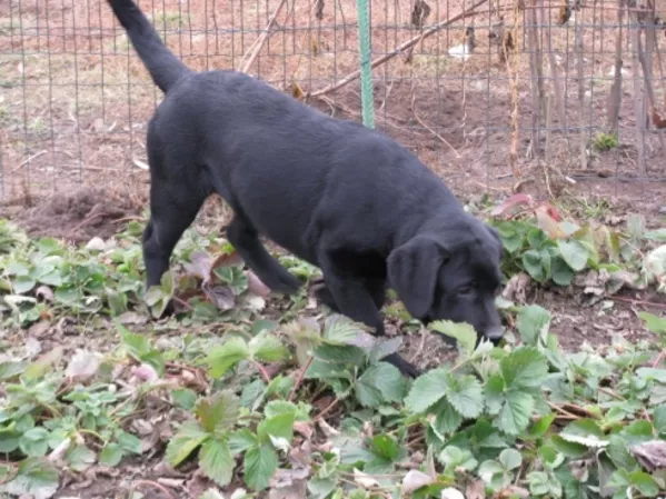 Лабрадор * Щенки* Собака* 5