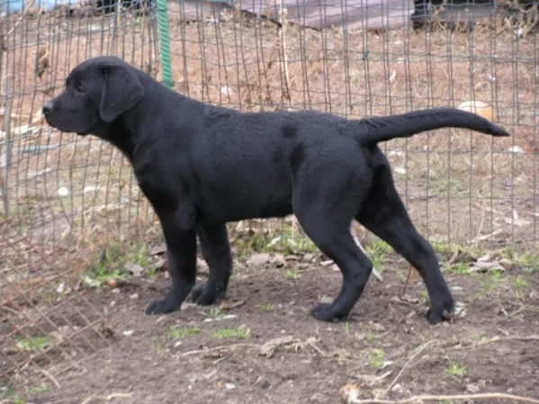 Лабрадор * Щенки* Собака* 6