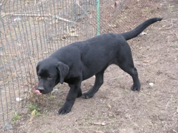Лабрадор * Щенки* Собака* 7