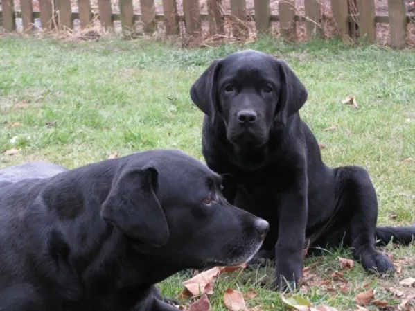 Лабрадор * Щенки* Собака* 8