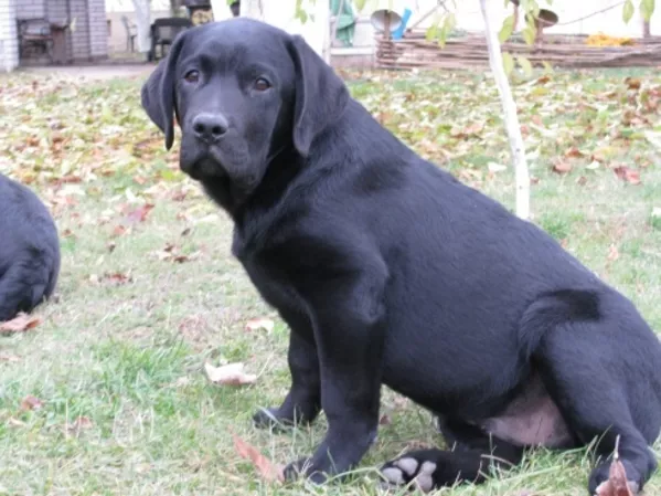 Лабрадор * Щенки* Собака* 9
