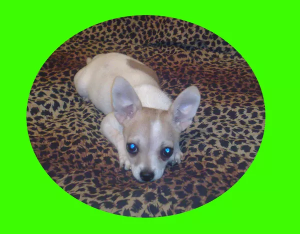 Чихуахуа, девочка