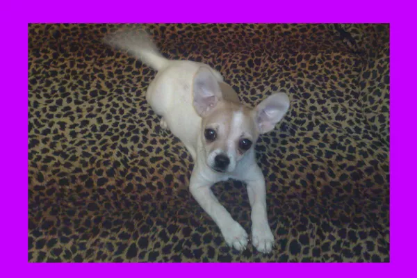 Чихуахуа, девочка 2