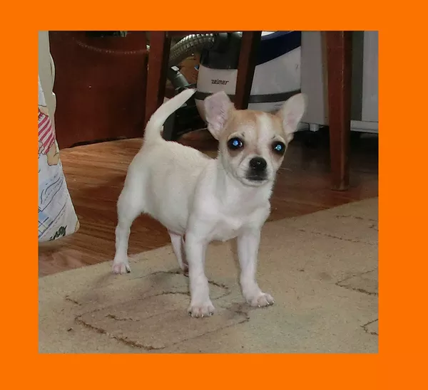 Чихуахуа, девочка 5