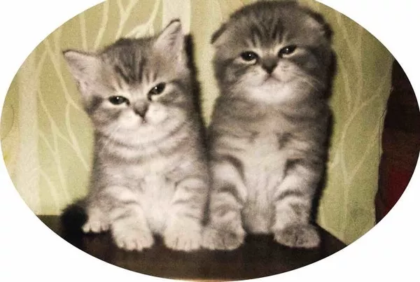 продаж котят шотландских вислоухих