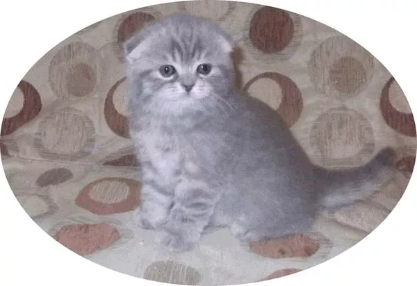 продаж котят шотландских вислоухих 2
