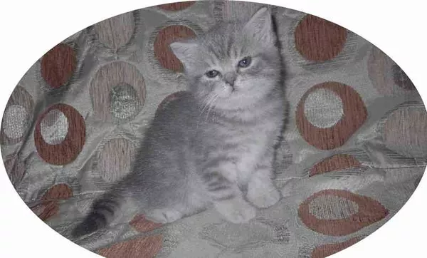 продаж котят шотландских вислоухих 3