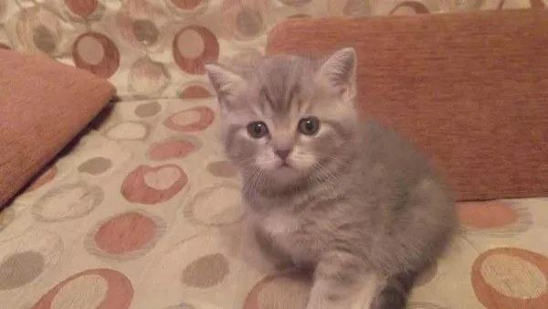 продаются шотландские чистокровные котята
