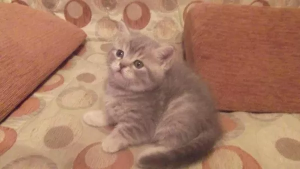 продаются шотландские чистокровные котята 2