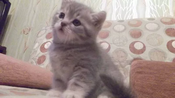 продаются шотландские чистокровные котята 3