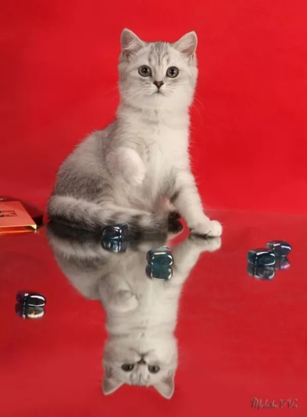 Аристократичные котята