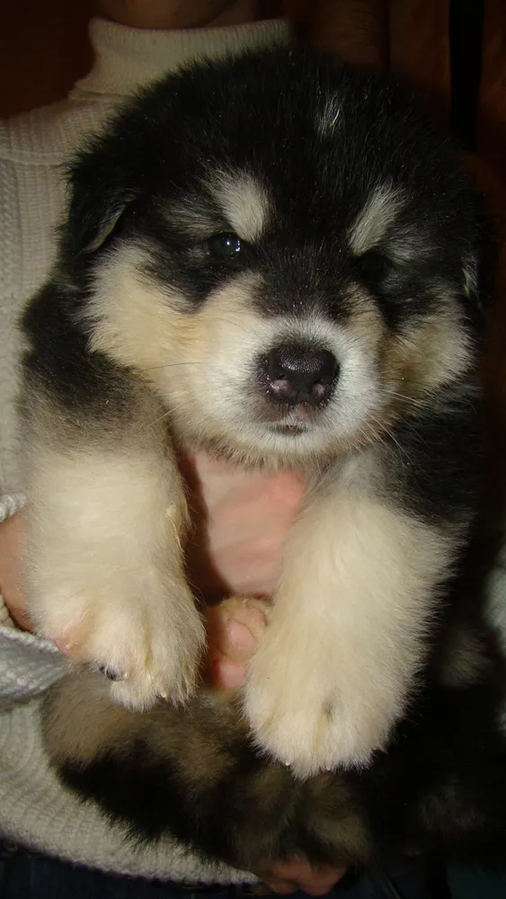 Щенки аляскинского маламута от импортного папы 2