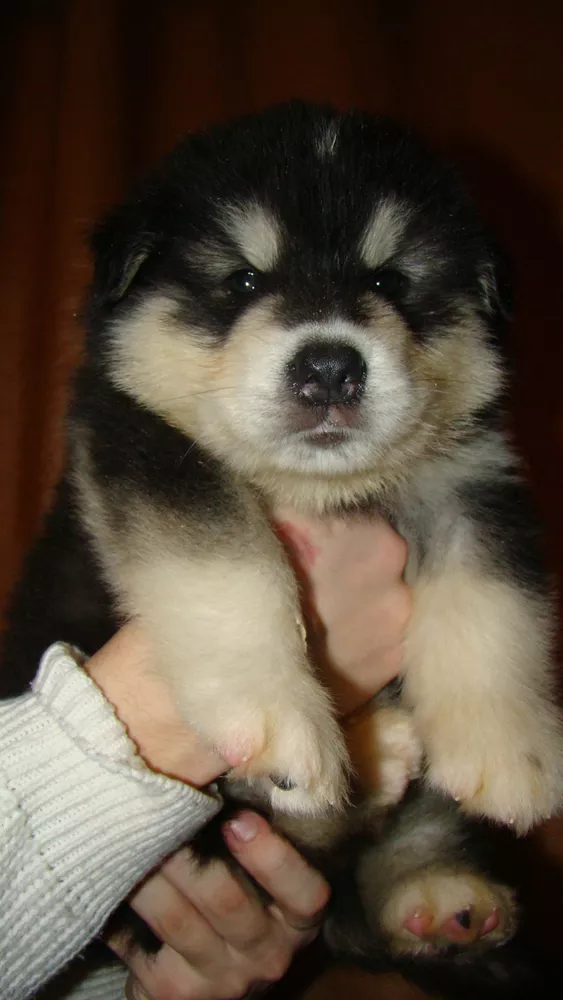 Щенки Аляскинского маламута шоу класса 3