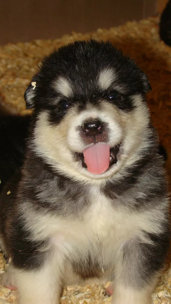 Щенки Аляскинского маламута шоу класса 4