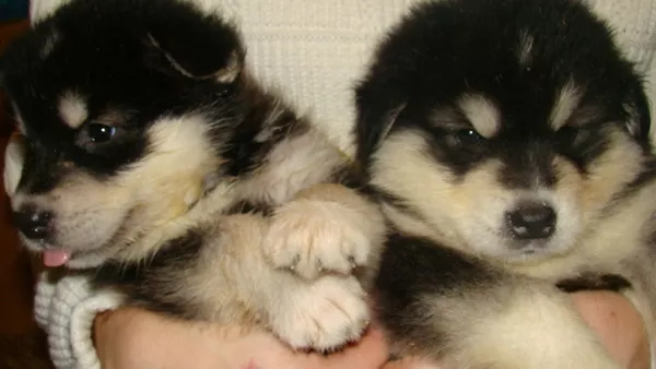 Миленькие щенки аляскинского маламута