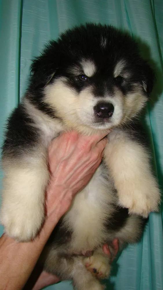 Миленькие щенки аляскинского маламута 5