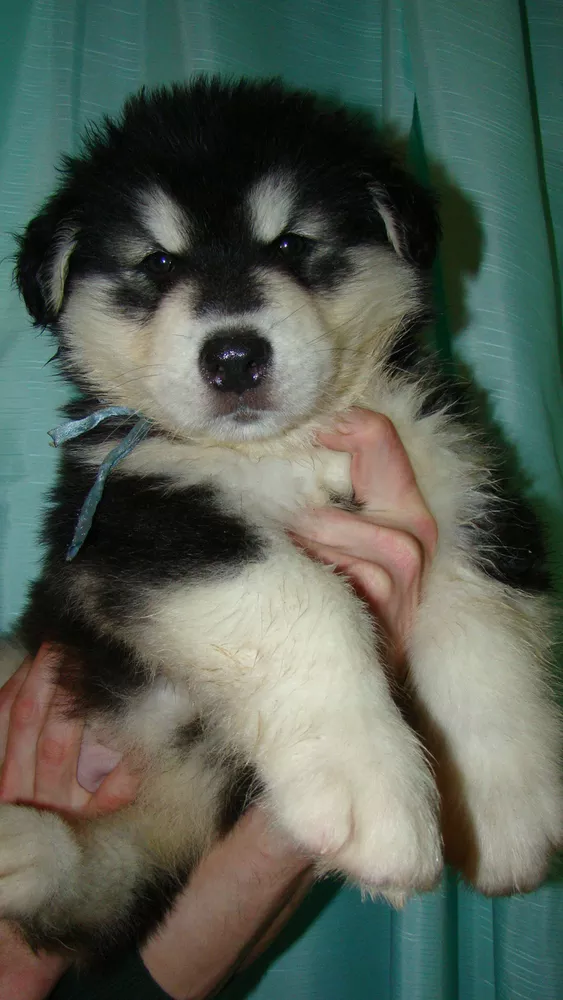 Миленькие щенки аляскинского маламута 6