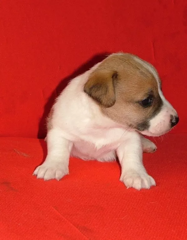 Джек рассел терьер-гладкие щенки ШОУ класса Питомник