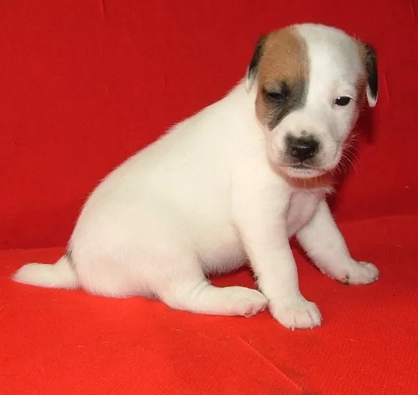 Джек рассел и Парсон-купить щенка?Гладкие щенки Питомник