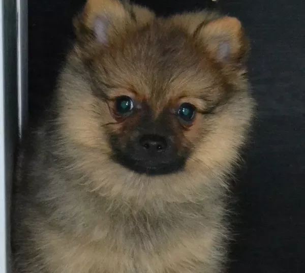 Очаровательный щенок померанского щенка 2