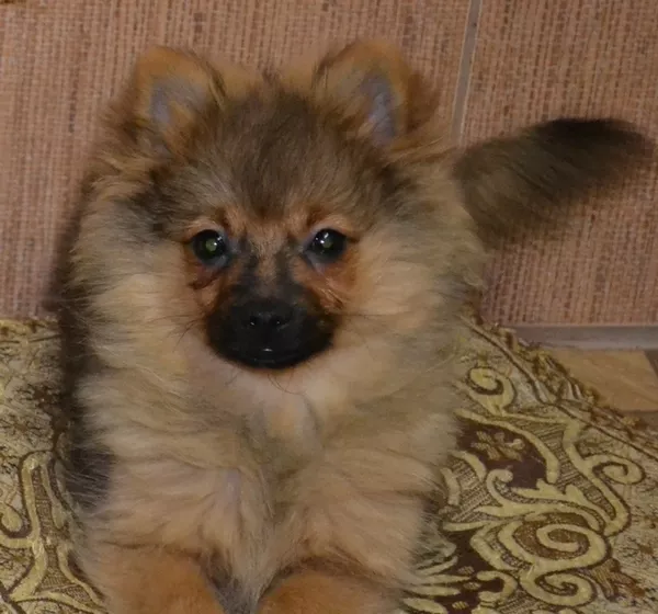 Очаровательный щенок померанского щенка 3