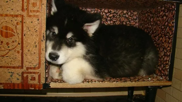 Миленькие щенки аляскинского маламута