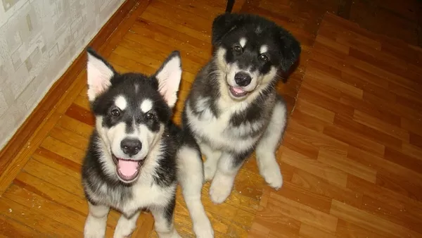 Миленькие щенки аляскинского маламута 2