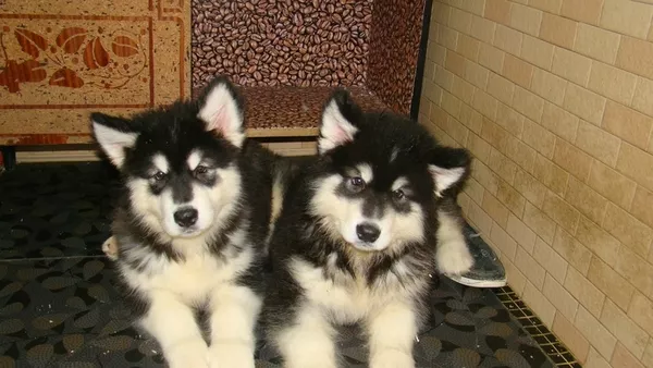 Прекрастные щенки аляскинского маламута