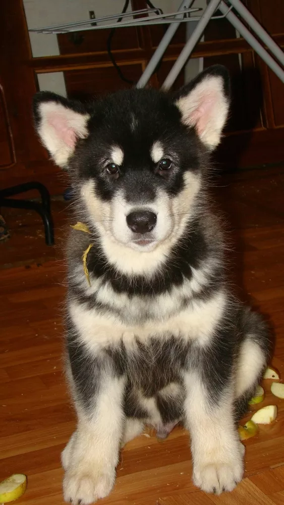 Прекрастные щенки аляскинского маламута 2