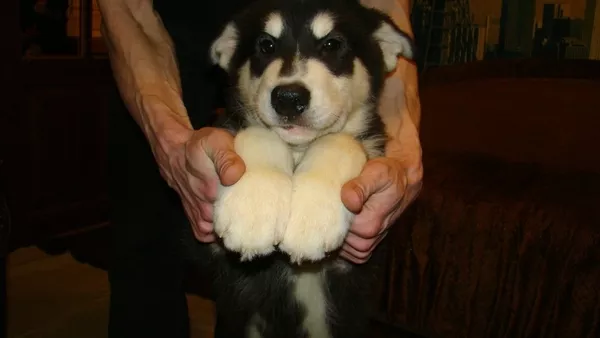 Прекрастные щенки аляскинского маламута 3