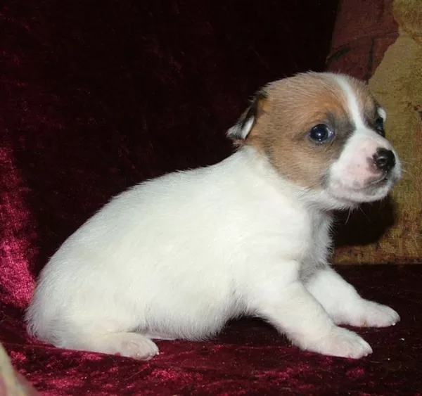 Джек рассел терьер -щенки Первый профпитомник Украины