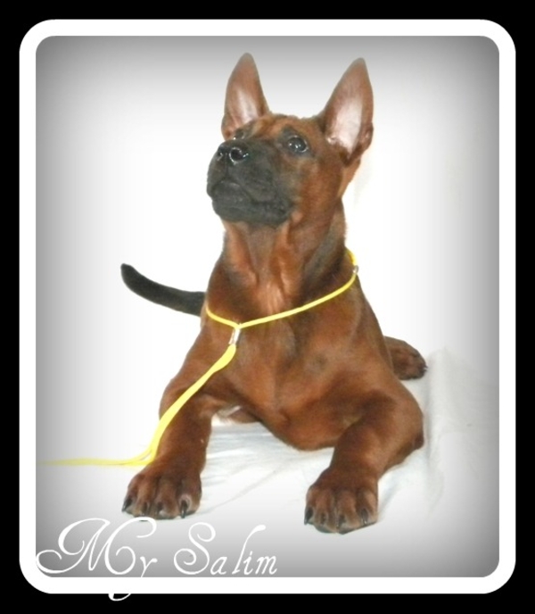 Продам Щенков Тайский Риджбек