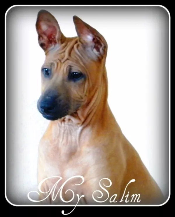 Тайский Риджбек, 4 мес