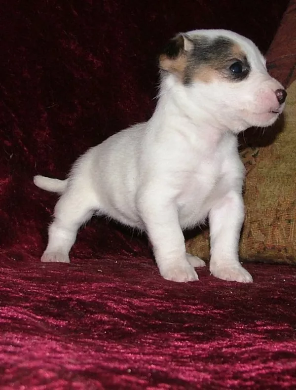 Джек рассел терьер купить щенка?Гладкие щенки Питомник Киев Украина