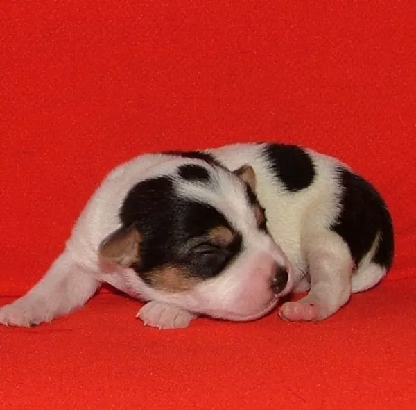 Джек рассел терьер и Парсон- элитные гладкие щенки от Чемпионов