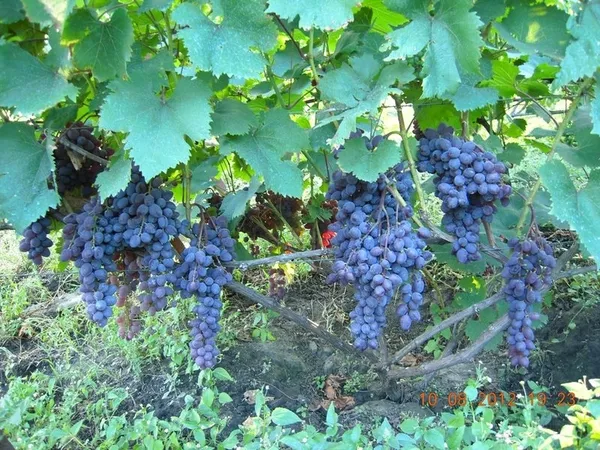 Продам саженцы винограда Киев 2
