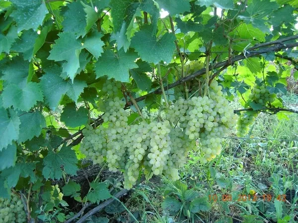 Продам саженцы винограда Киев 3