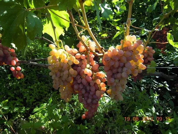 Продам саженцы винограда Киев 4