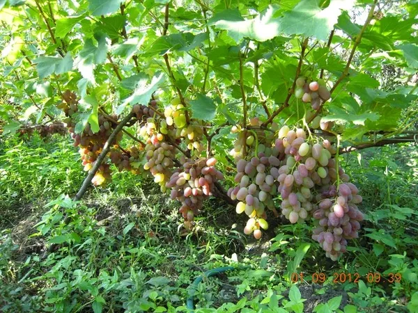 Продам саженцы винограда Киев 5