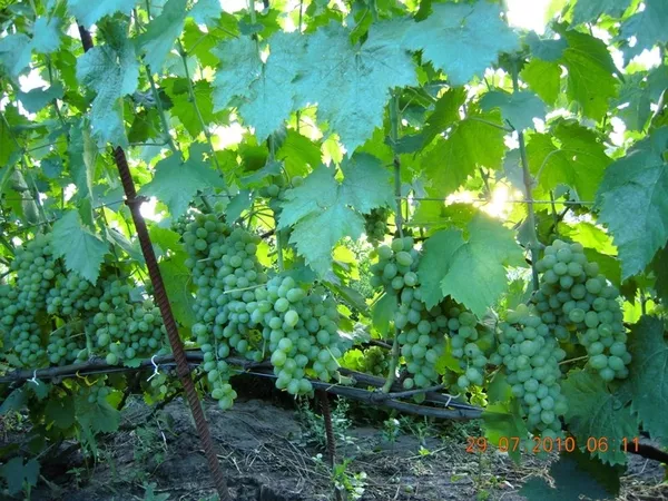Продам саженцы винограда Киев 6