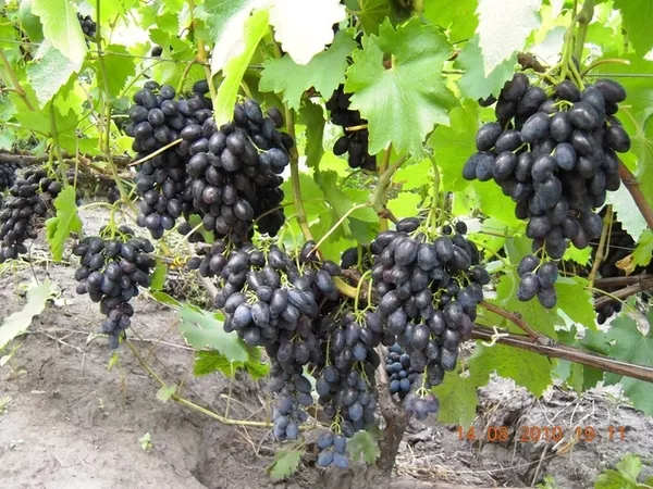 Продам саженцы винограда Киев 7