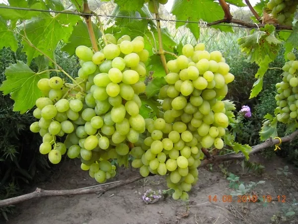 Продам саженцы винограда Киев 8