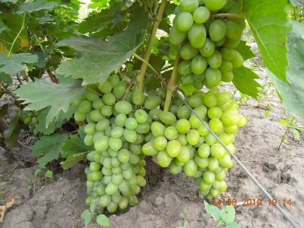 Продам саженцы винограда Киев 9