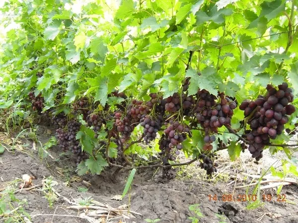 Продам саженцы винограда Киев 10