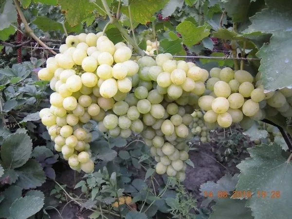 Продам саженцы винограда Киев 11