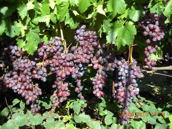 Продам саженцы винограда Киев 12
