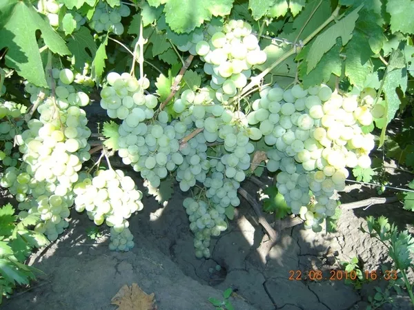 Продам саженцы винограда Киев 13
