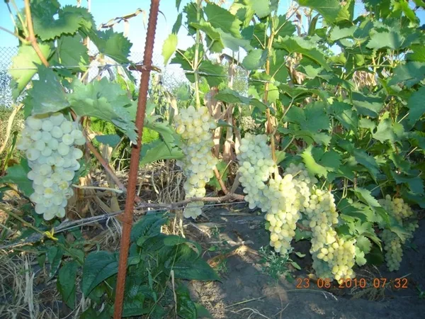Продам саженцы винограда Киев 14