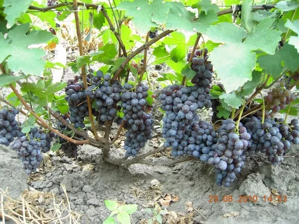 Продам саженцы винограда Киев 15