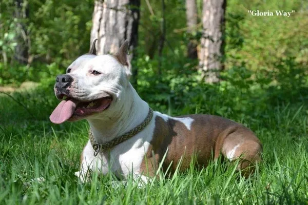 Выстовачная подрощенная девочка Амстафф Терьера 4